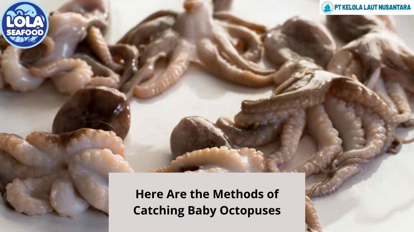 Here Are the Methods of Catching Baby Octopuses